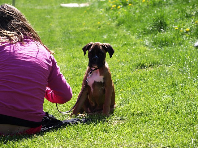 www.atibox.net * www.euroboxer.eu * www.boxergenealogia.eu